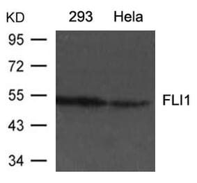 Western blot - FLI1 Antibody from Signalway Antibody (21433) - Antibodies.com