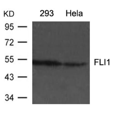 Western blot - FLI1 Antibody from Signalway Antibody (21433) - Antibodies.com