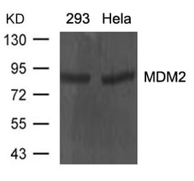Western blot - MDM2 Antibody from Signalway Antibody (21436) - Antibodies.com