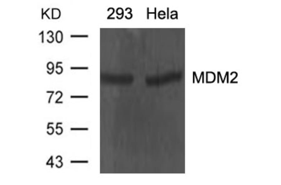 Western blot - MDM2 Antibody from Signalway Antibody (21436) - Antibodies.com