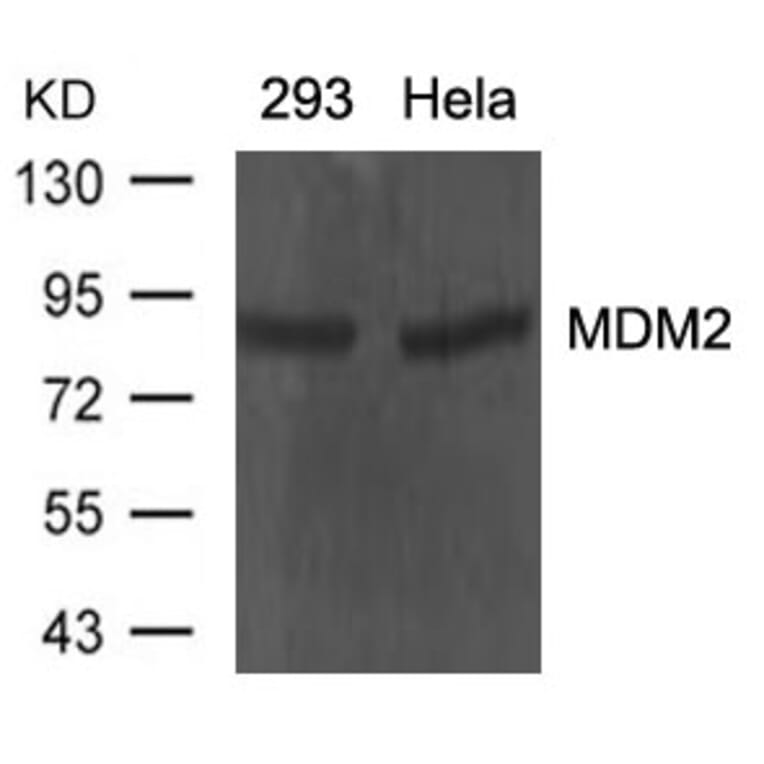 Western blot - MDM2 Antibody from Signalway Antibody (21436) - Antibodies.com