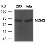 Western blot - MDM2 Antibody from Signalway Antibody (21436) - Antibodies.com