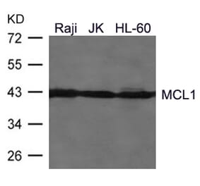 Western blot - MCL1 Antibody from Signalway Antibody (21440) - Antibodies.com