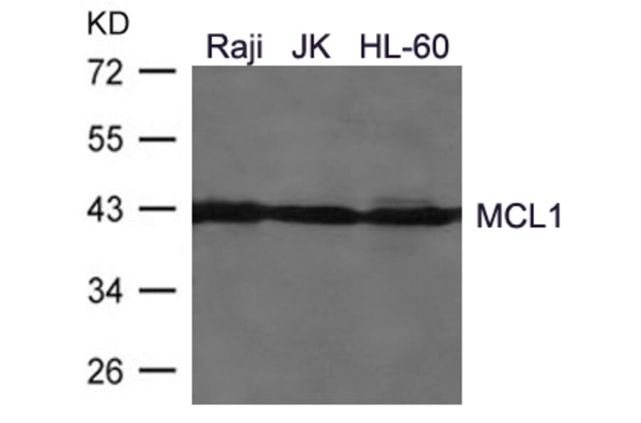 Western blot - MCL1 Antibody from Signalway Antibody (21440) - Antibodies.com