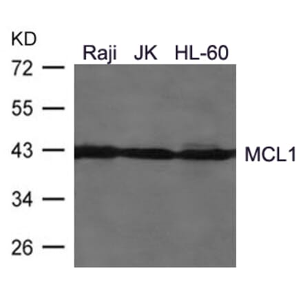 Western blot - MCL1 Antibody from Signalway Antibody (21440) - Antibodies.com