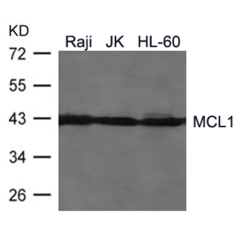 Western blot - MCL1 Antibody from Signalway Antibody (21440) - Antibodies.com