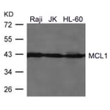 Western blot - MCL1 Antibody from Signalway Antibody (21440) - Antibodies.com