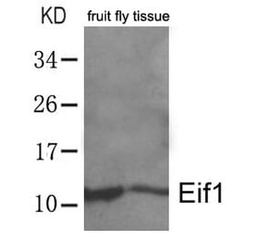 Western blot - Eif1 Antibody from Signalway Antibody (21466) - Antibodies.com