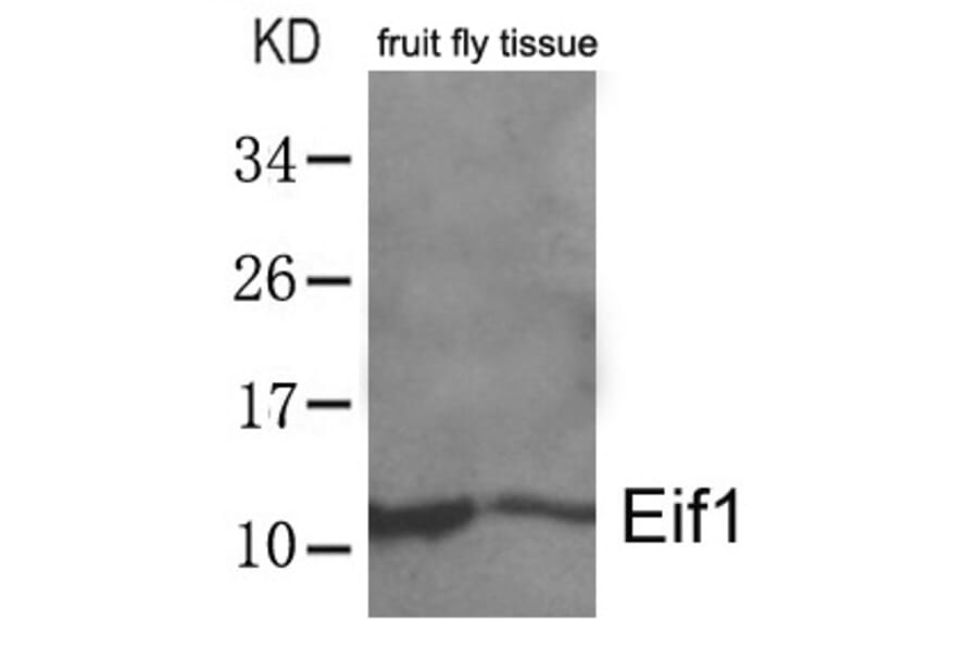 Western blot - Eif1 Antibody from Signalway Antibody (21466) - Antibodies.com
