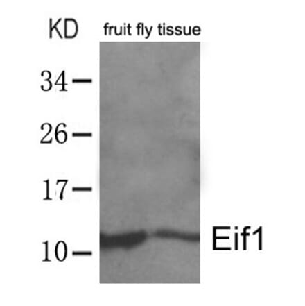 Western blot - Eif1 Antibody from Signalway Antibody (21466) - Antibodies.com