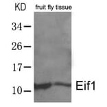 Western blot - Eif1 Antibody from Signalway Antibody (21466) - Antibodies.com
