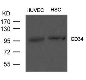 Western blot - CD34 Antibody from Signalway Antibody (21469) - Antibodies.com