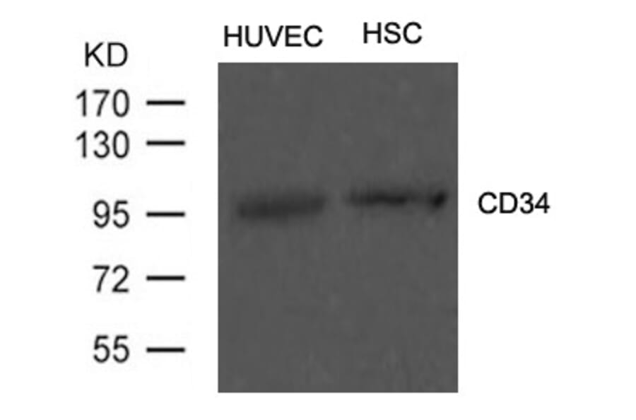 Western blot - CD34 Antibody from Signalway Antibody (21469) - Antibodies.com