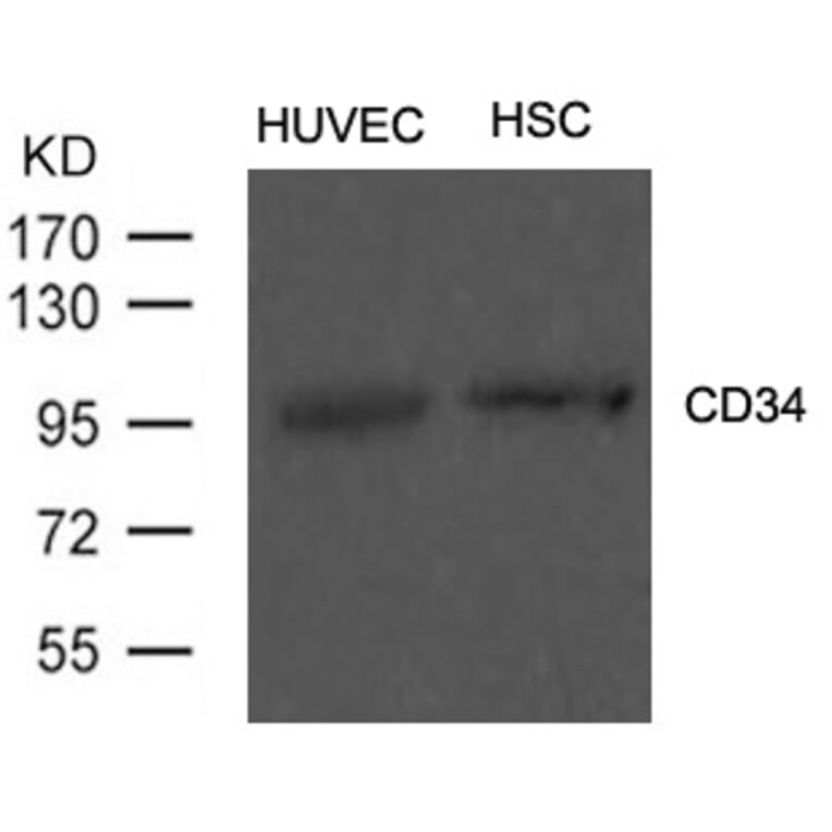 Western blot - CD34 Antibody from Signalway Antibody (21469) - Antibodies.com