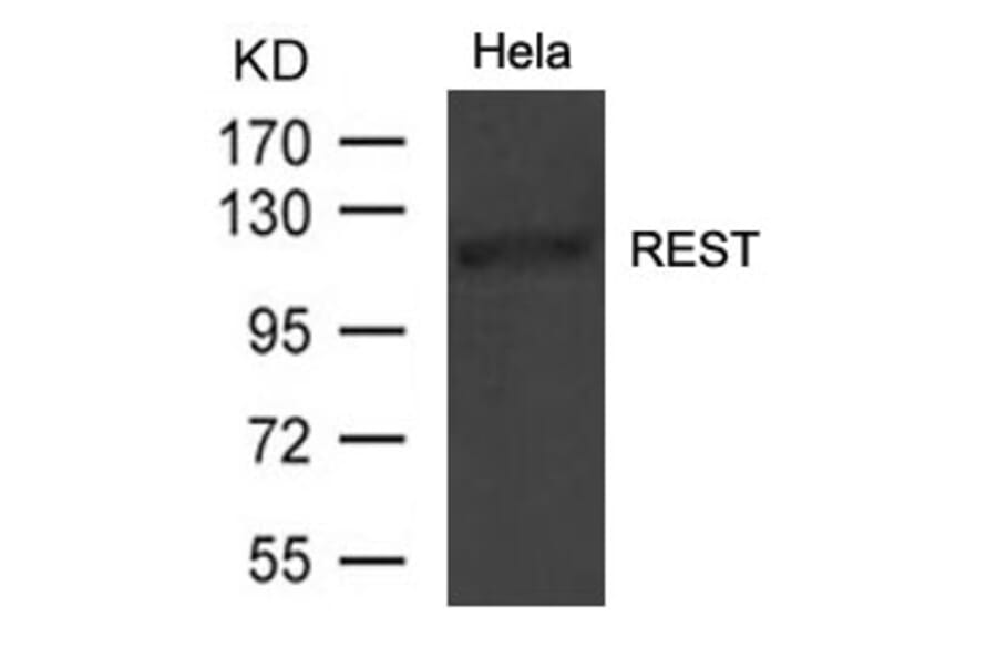 Western blot - REST Antibody from Signalway Antibody (21475) - Antibodies.com