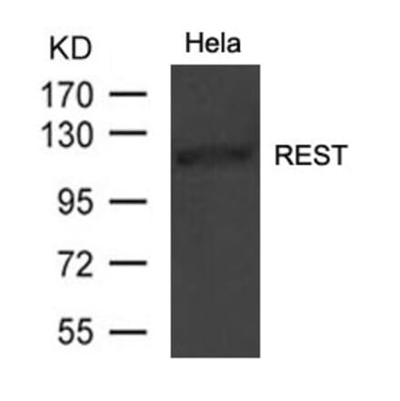 Western blot - REST Antibody from Signalway Antibody (21475) - Antibodies.com