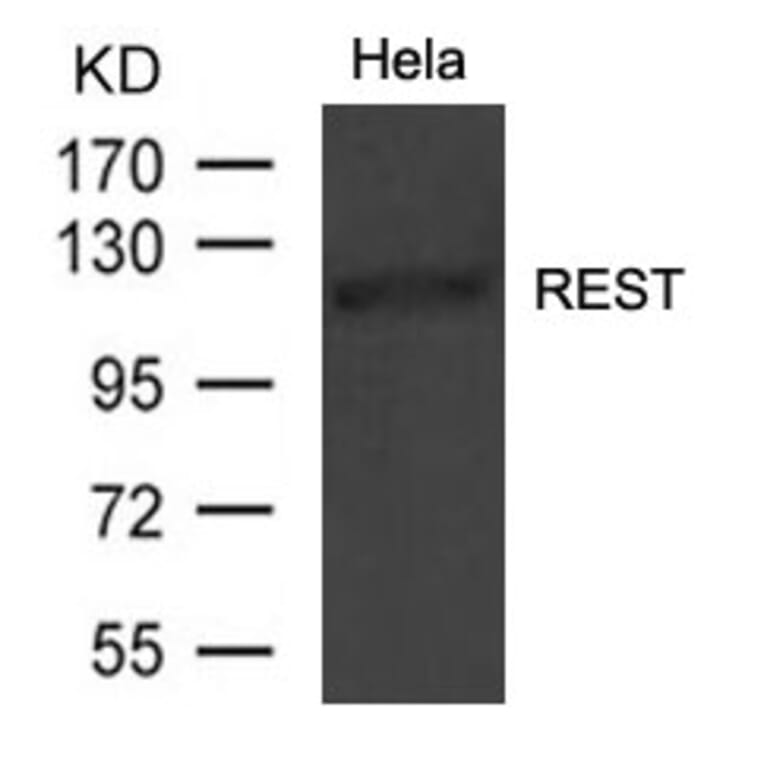 Western blot - REST Antibody from Signalway Antibody (21475) - Antibodies.com