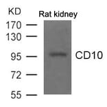 Western blot - CD10 Antibody from Signalway Antibody (21490) - Antibodies.com