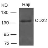 Western blot - CD22 Antibody from Signalway Antibody (21492) - Antibodies.com