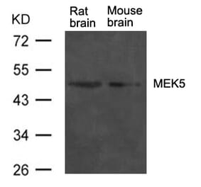 Western blot - MEK5 Antibody from Signalway Antibody (21559) - Antibodies.com