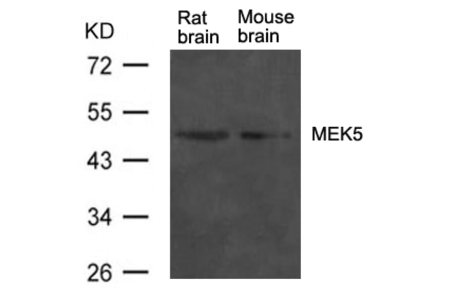 Western blot - MEK5 Antibody from Signalway Antibody (21559) - Antibodies.com