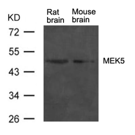 Western blot - MEK5 Antibody from Signalway Antibody (21559) - Antibodies.com