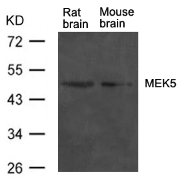 Western blot - MEK5 Antibody from Signalway Antibody (21559) - Antibodies.com