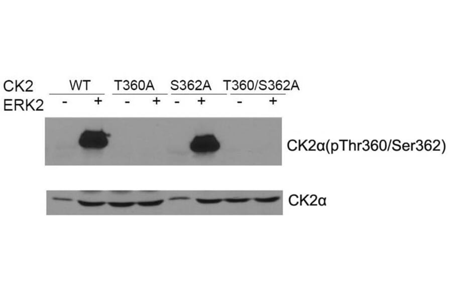 Western blot - CK2a Antibody from Signalway Antibody (21572) - Antibodies.com