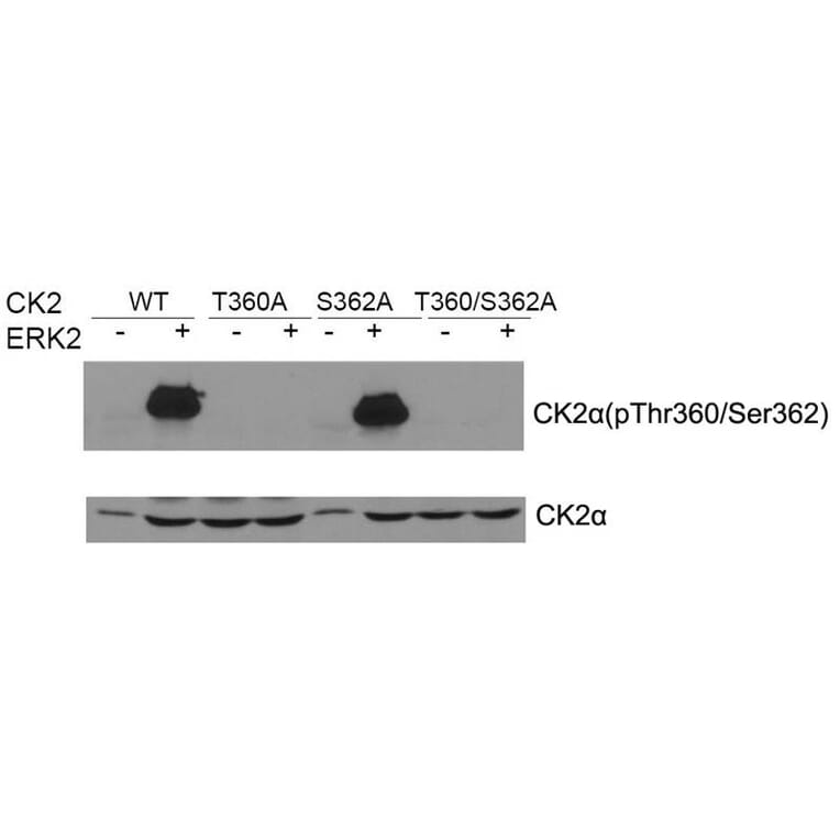 Western blot - CK2a Antibody from Signalway Antibody (21572) - Antibodies.com