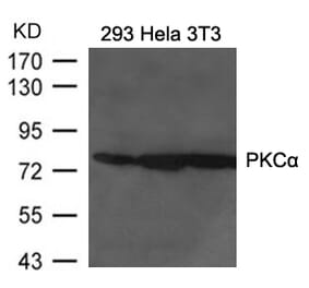 Western blot - PKCa Antibody from Signalway Antibody (21584) - Antibodies.com