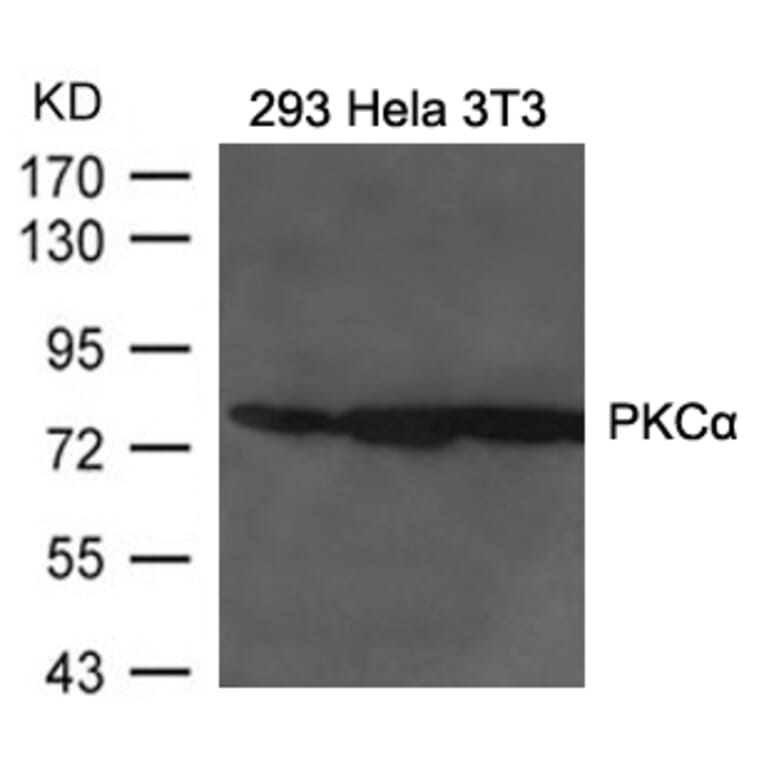 Western blot - PKCa Antibody from Signalway Antibody (21584) - Antibodies.com