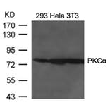 Western blot - PKCa Antibody from Signalway Antibody (21584) - Antibodies.com