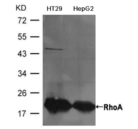 Western blot - RhoA Antibody from Signalway Antibody (21585) - Antibodies.com
