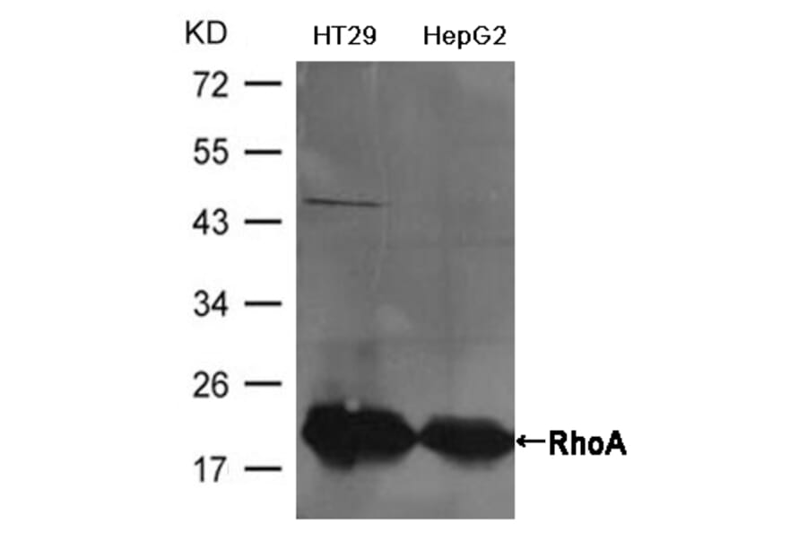 Western blot - RhoA Antibody from Signalway Antibody (21585) - Antibodies.com