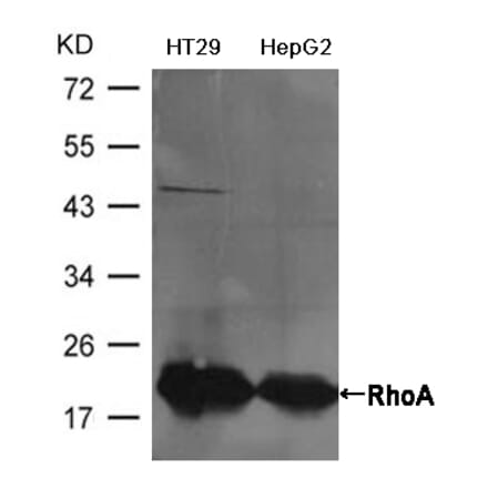 Western blot - RhoA Antibody from Signalway Antibody (21585) - Antibodies.com
