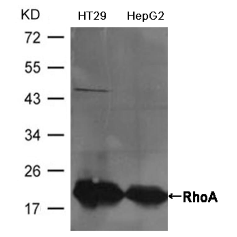 Western blot - RhoA Antibody from Signalway Antibody (21585) - Antibodies.com