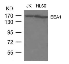 Western blot - EEA1 Antibody from Signalway Antibody (21601) - Antibodies.com