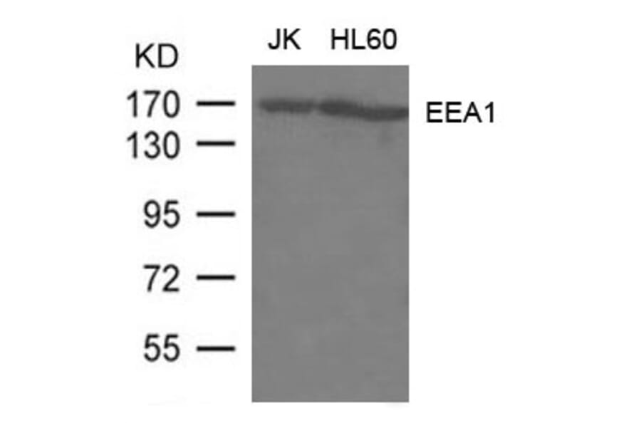 Western blot - EEA1 Antibody from Signalway Antibody (21601) - Antibodies.com