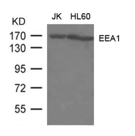 Western blot - EEA1 Antibody from Signalway Antibody (21601) - Antibodies.com