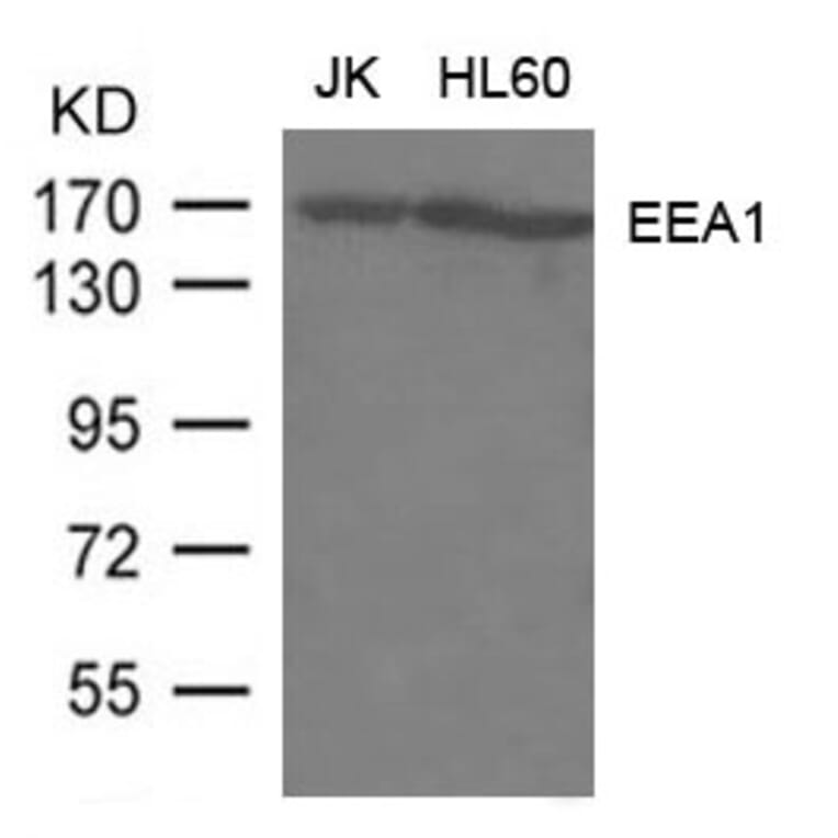 Western blot - EEA1 Antibody from Signalway Antibody (21601) - Antibodies.com