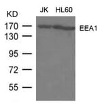 Western blot - EEA1 Antibody from Signalway Antibody (21601) - Antibodies.com