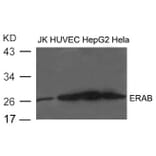 Western blot - ERAB Antibody from Signalway Antibody (21602) - Antibodies.com