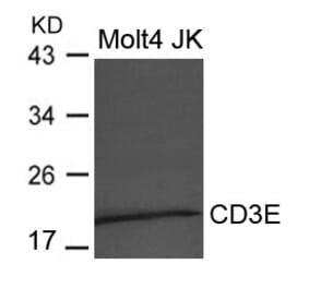 Western blot - CD3E Antibody from Signalway Antibody (21622) - Antibodies.com