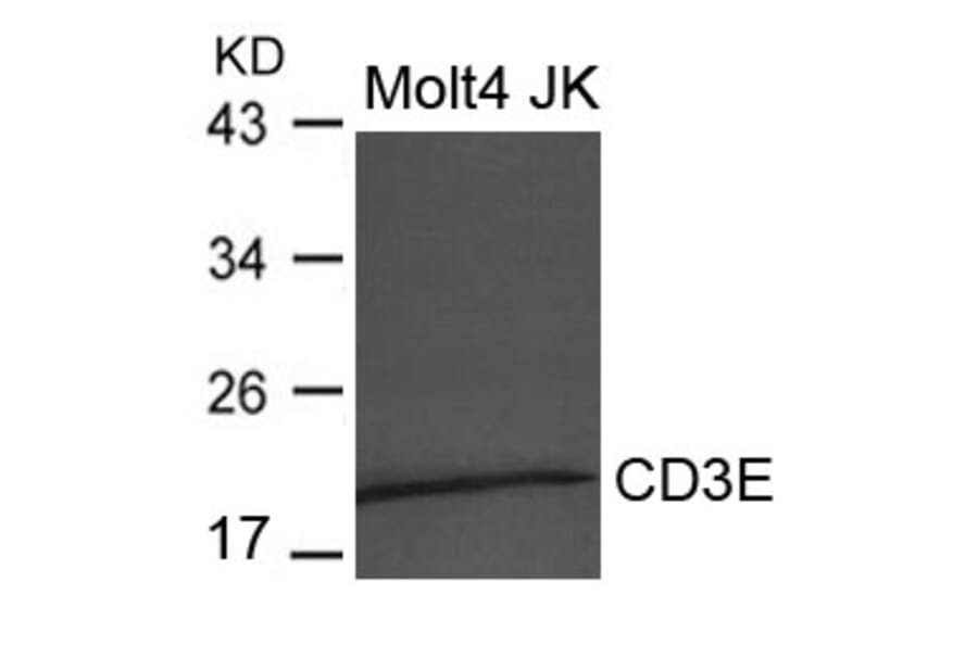 Western blot - CD3E Antibody from Signalway Antibody (21622) - Antibodies.com