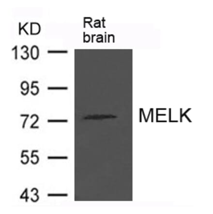 Western blot - MELK Antibody from Signalway Antibody (21625) - Antibodies.com