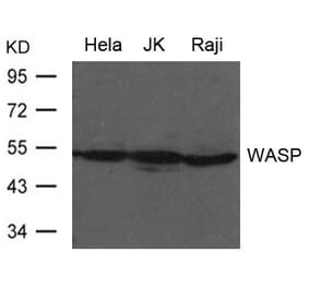 Western blot - WASP Antibody from Signalway Antibody (21632) - Antibodies.com