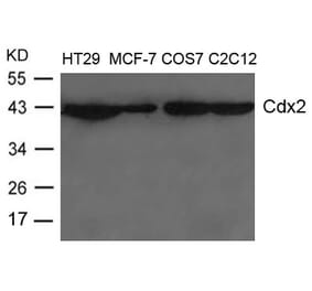 Western blot - Cdx2 Antibody from Signalway Antibody (21644) - Antibodies.com