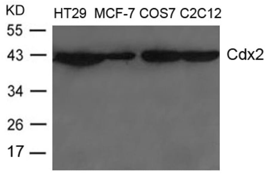 Western blot - Cdx2 Antibody from Signalway Antibody (21644) - Antibodies.com