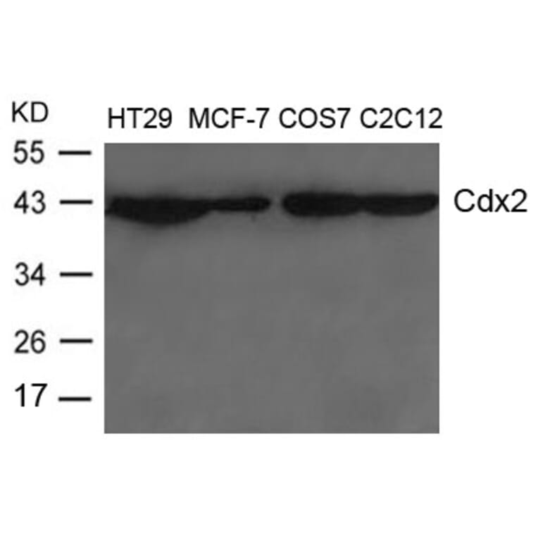 Western blot - Cdx2 Antibody from Signalway Antibody (21644) - Antibodies.com