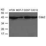 Western blot - Cdx2 Antibody from Signalway Antibody (21644) - Antibodies.com